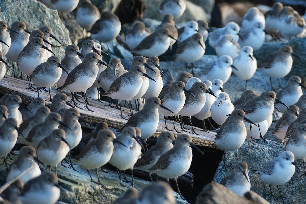 黑腹濱鷸 - ML645734909