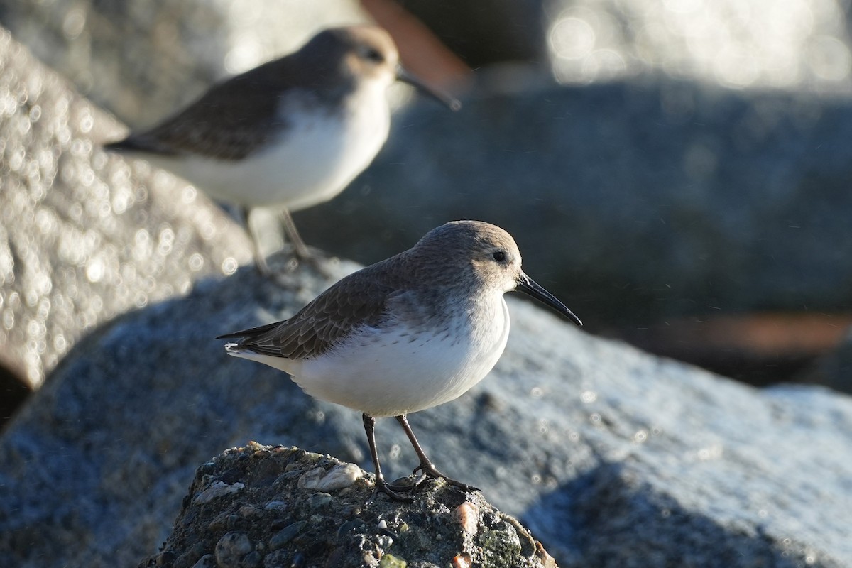 黑腹濱鷸 - ML645734916