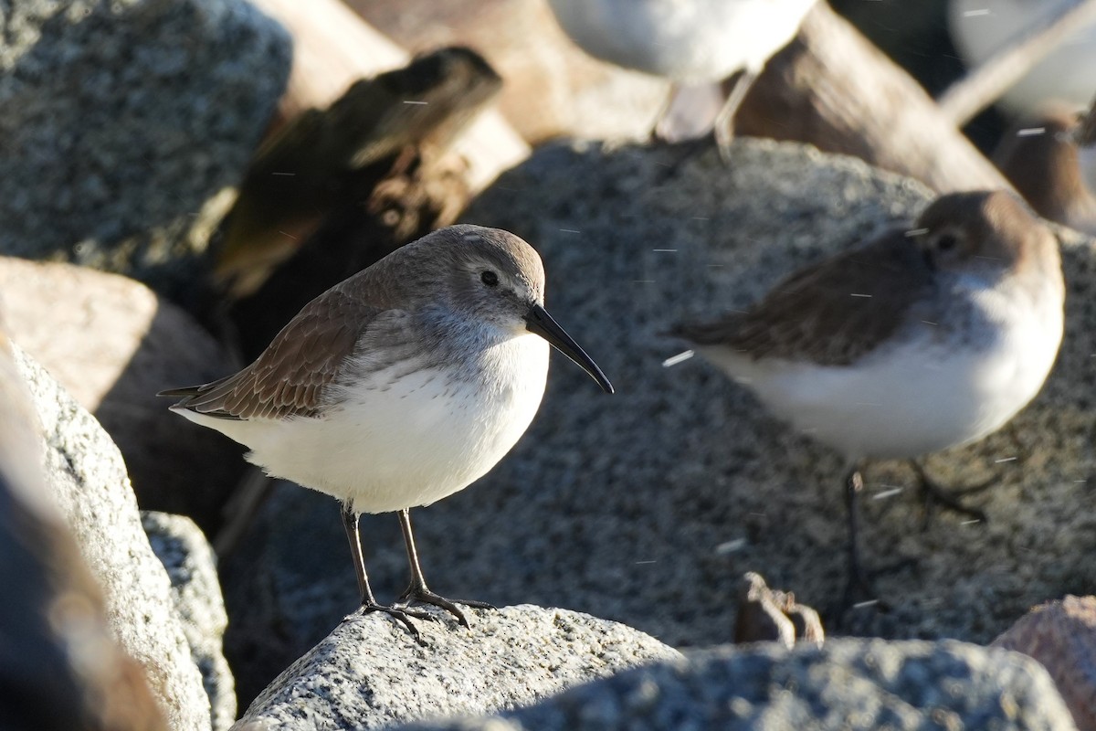 黑腹濱鷸 - ML645734917