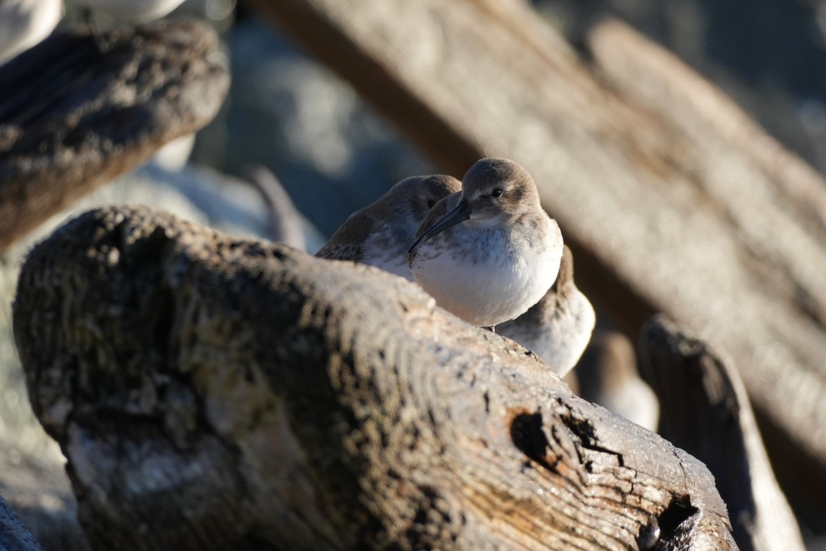 黑腹濱鷸 - ML645734918