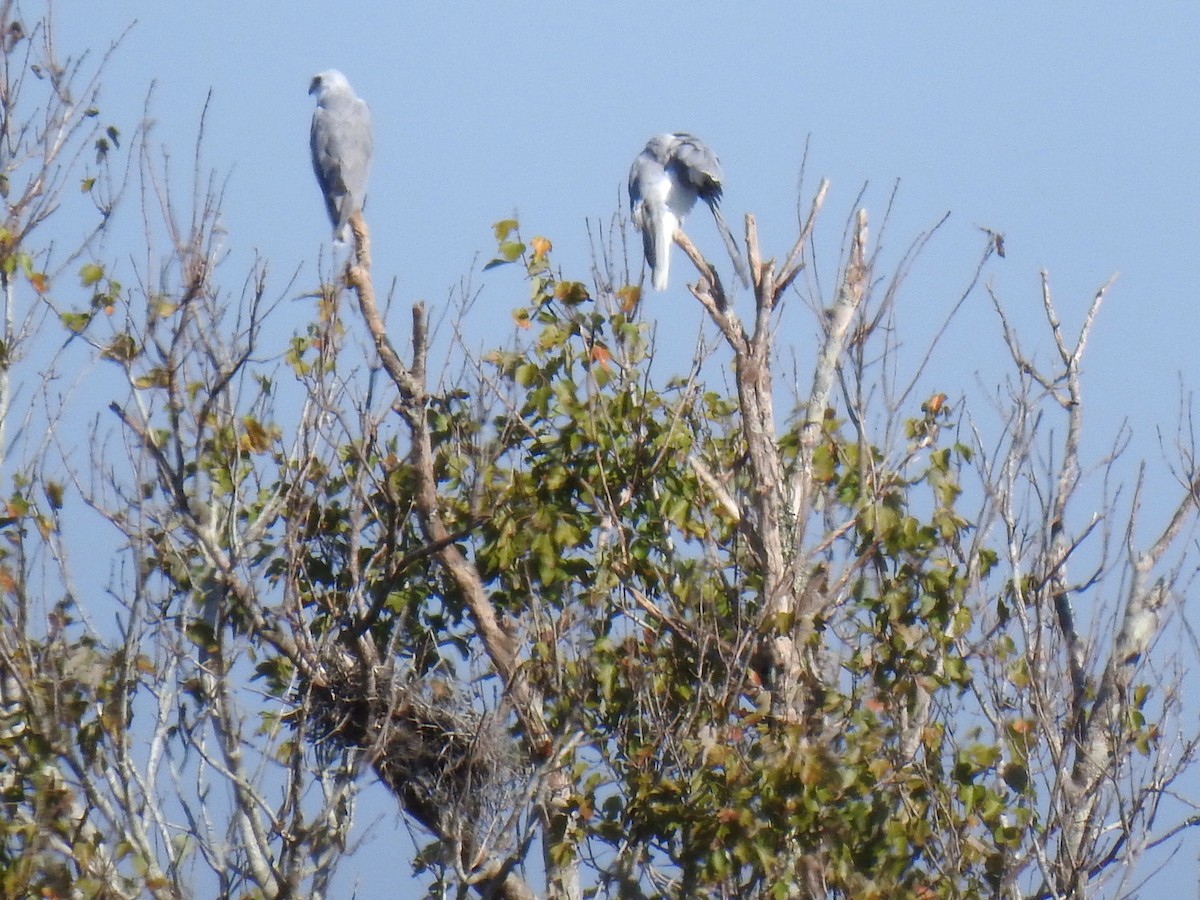 White-tailed Kite - ML645734919