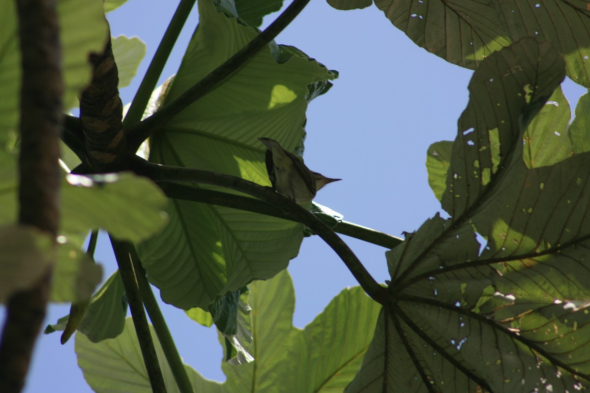 Black-whiskered Vireo - ML645734920
