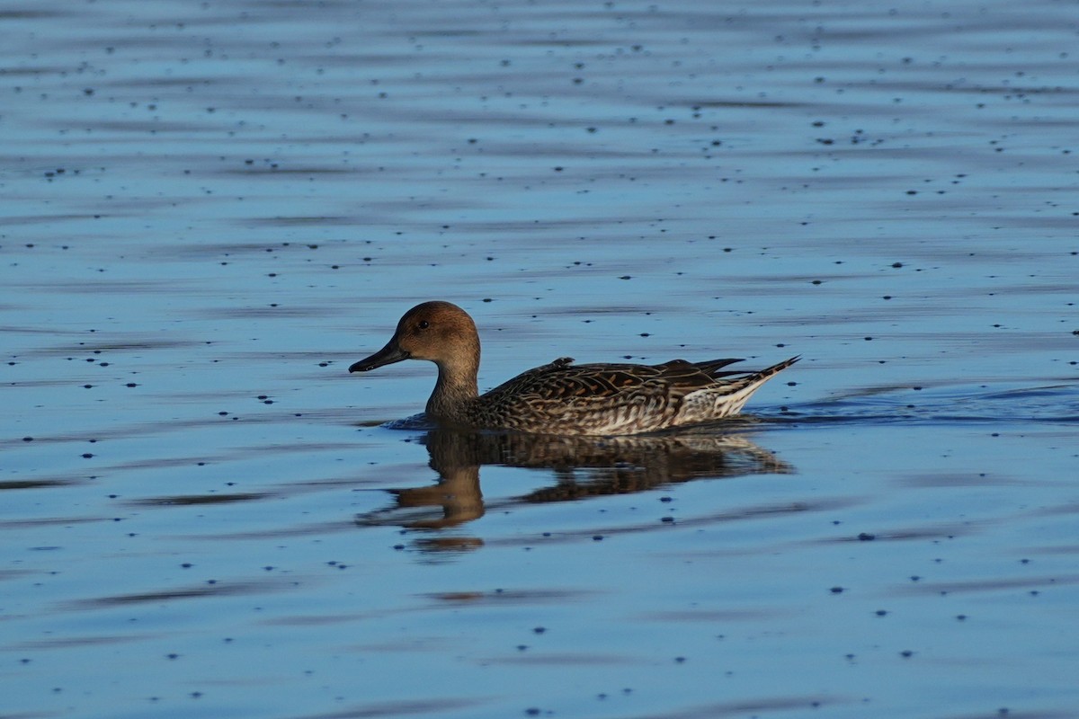 尖尾鴨 - ML645734931