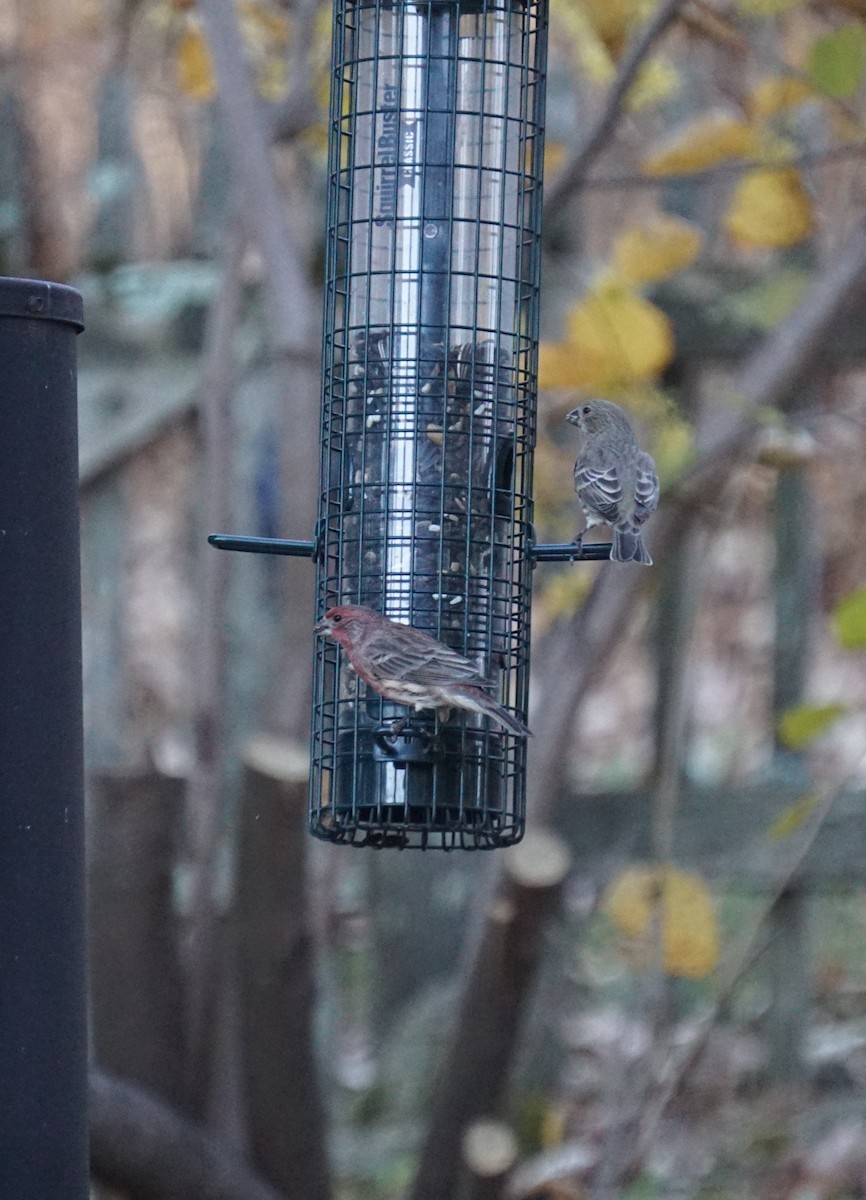 House Finch - ML645734933