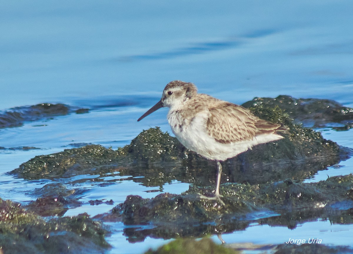 Western Sandpiper - ML645734941