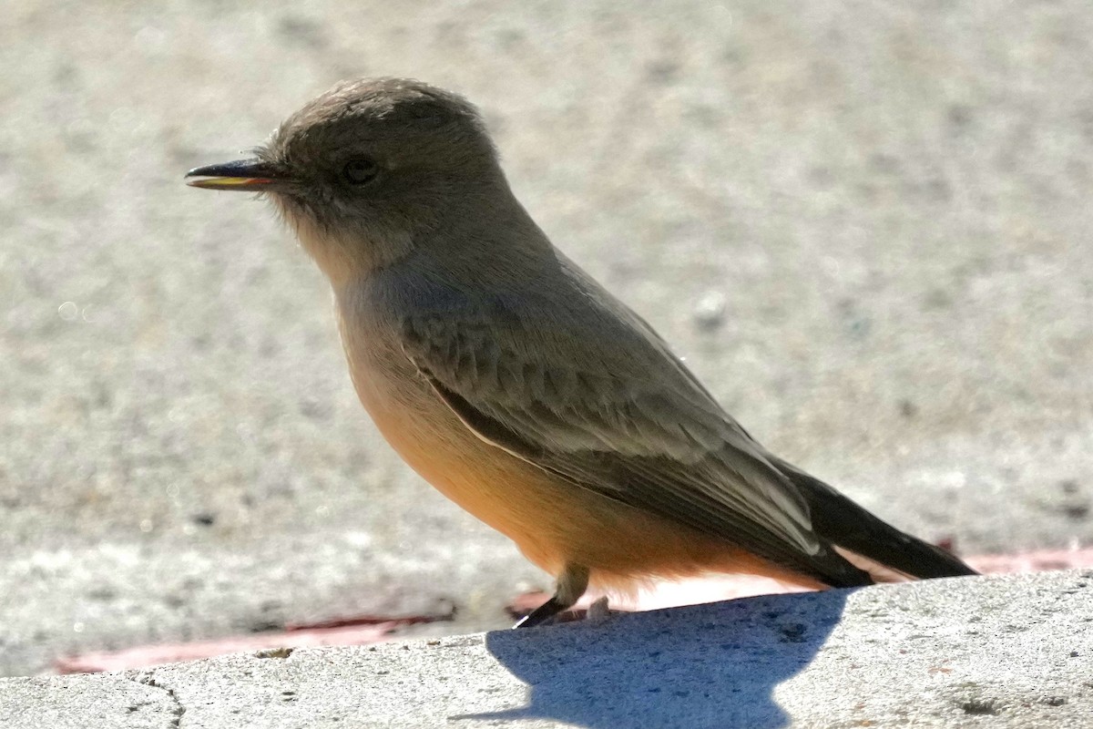 Say's Phoebe - ML645734942