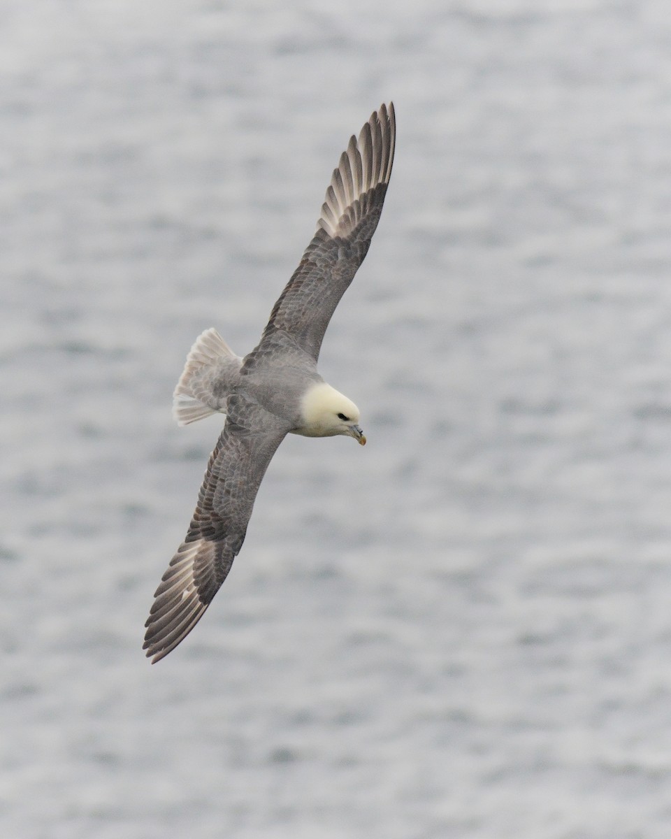 フルマカモメ - ML645734943