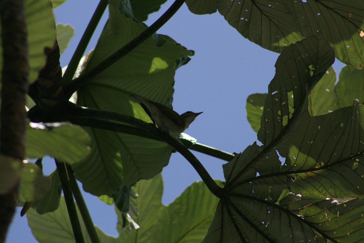Black-whiskered Vireo - ML645734950