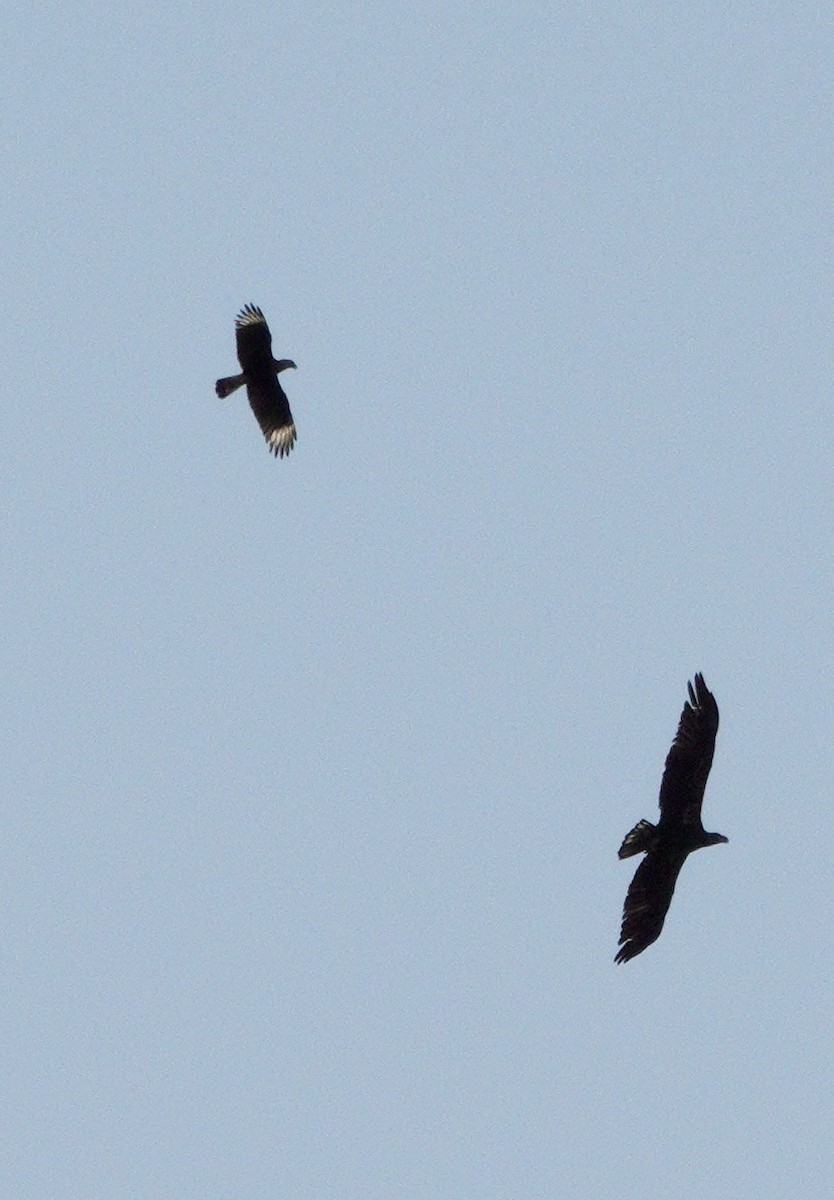 Crested Caracara - ML645734952