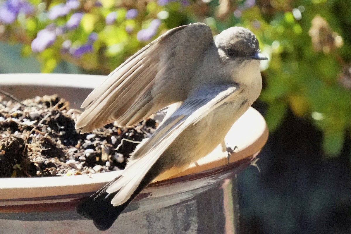 Say's Phoebe - ML645734955