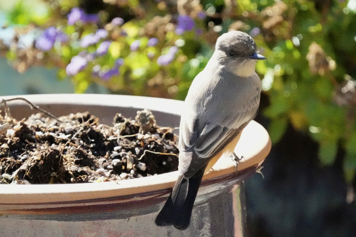 Say's Phoebe - ML645734965