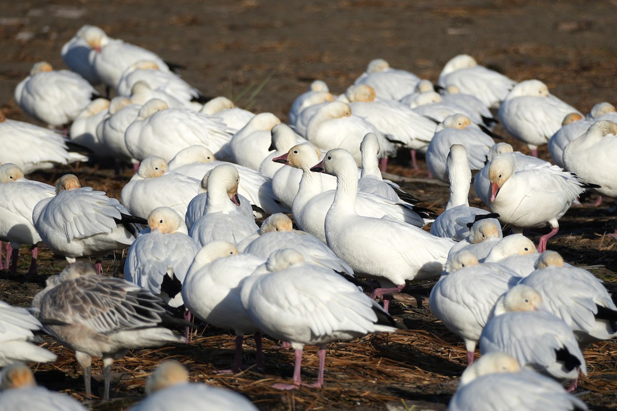 Snow Goose - ML645734985