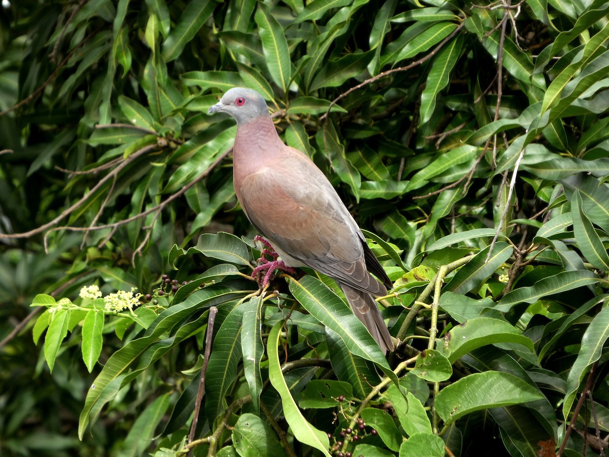 Paloma Colorada - ML645734992