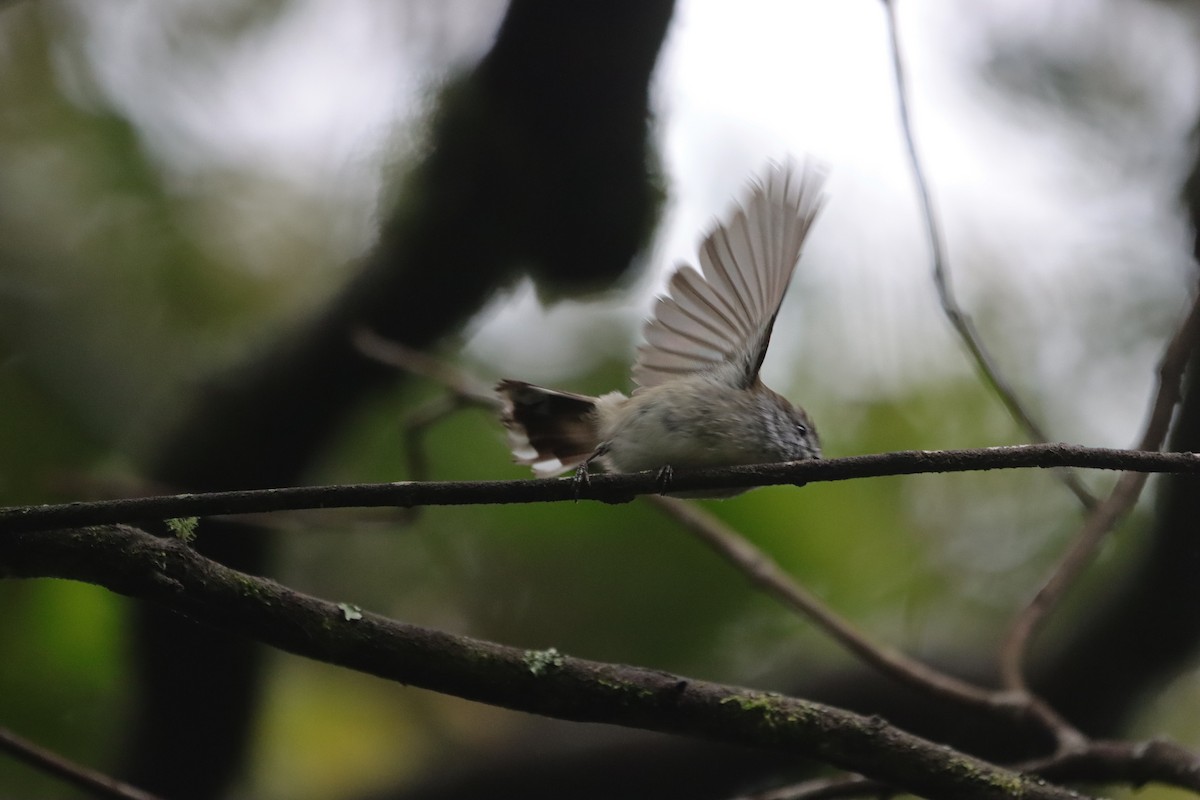 チャイロセンニョムシクイ - ML645734993