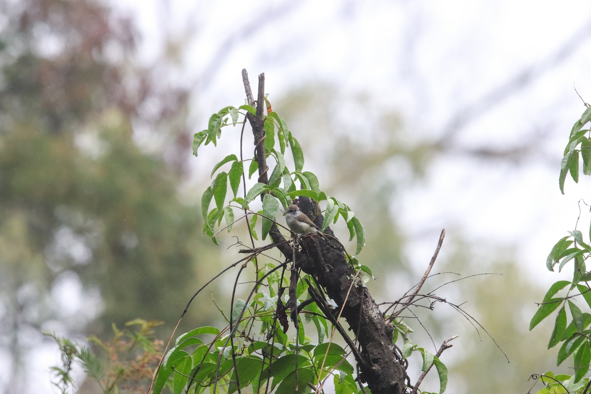 チャイロセンニョムシクイ - ML645734994