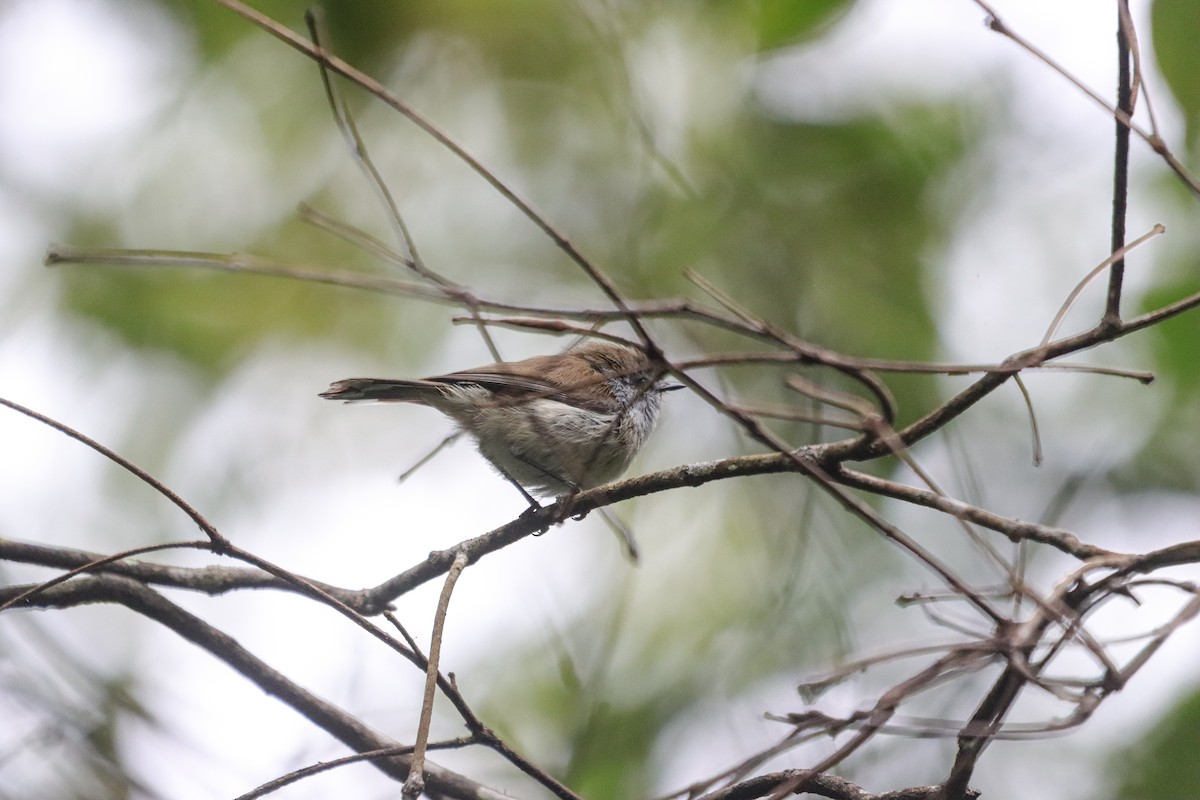 チャイロセンニョムシクイ - ML645734995