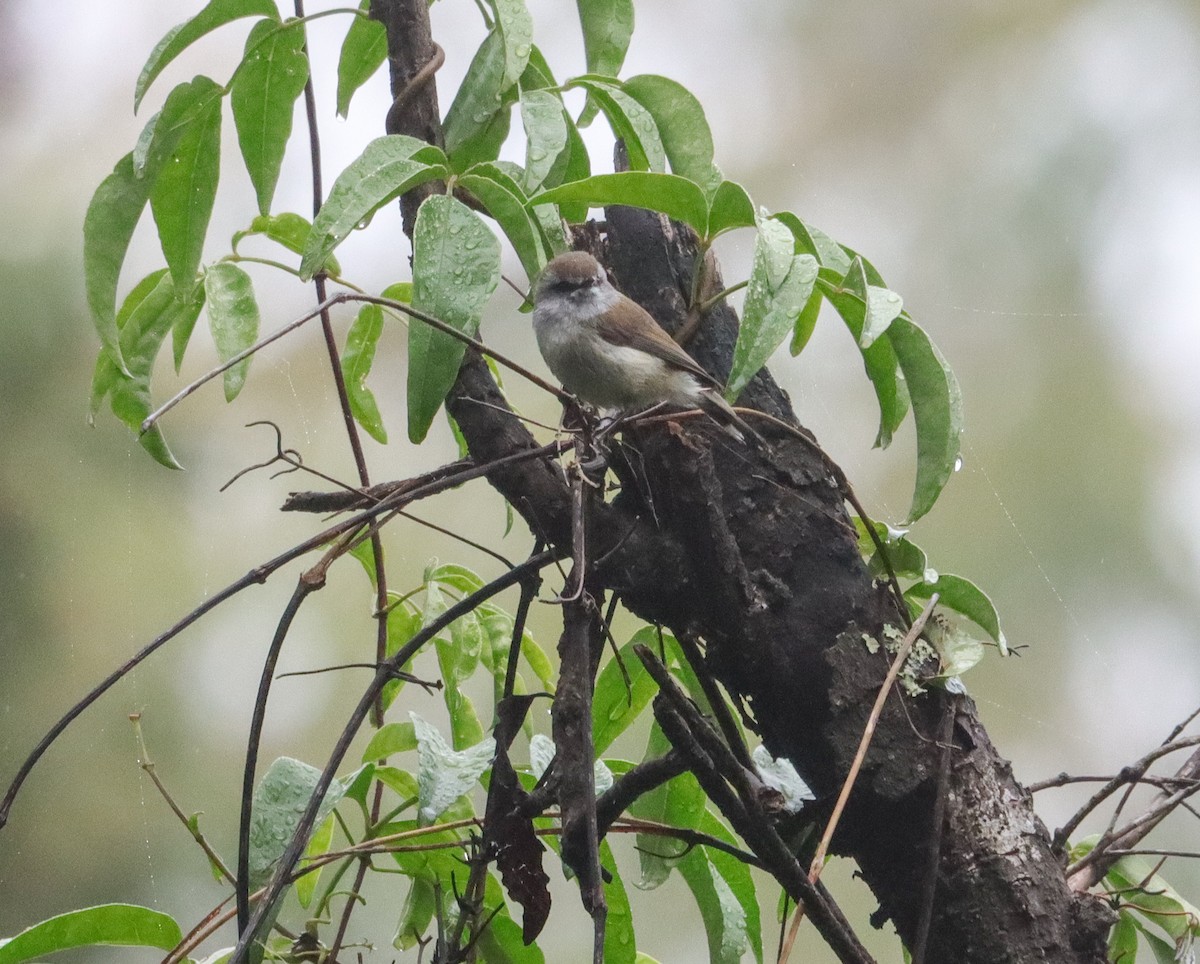 チャイロセンニョムシクイ - ML645734996