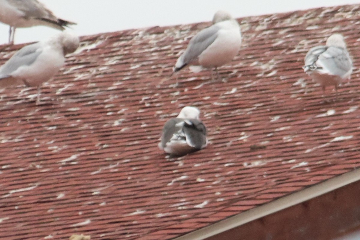 gull sp. - ML645735000