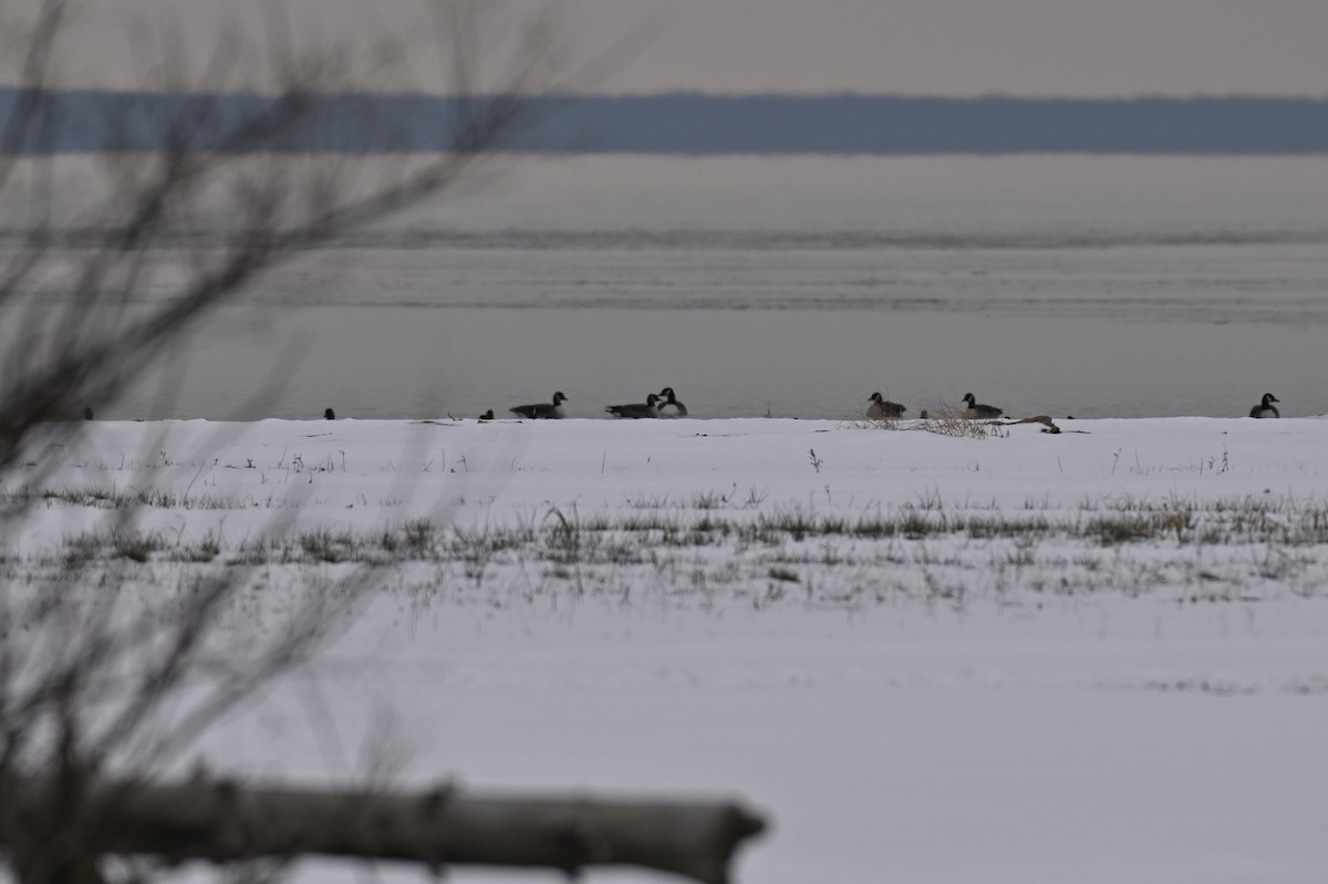 Canada Goose - ML645735011