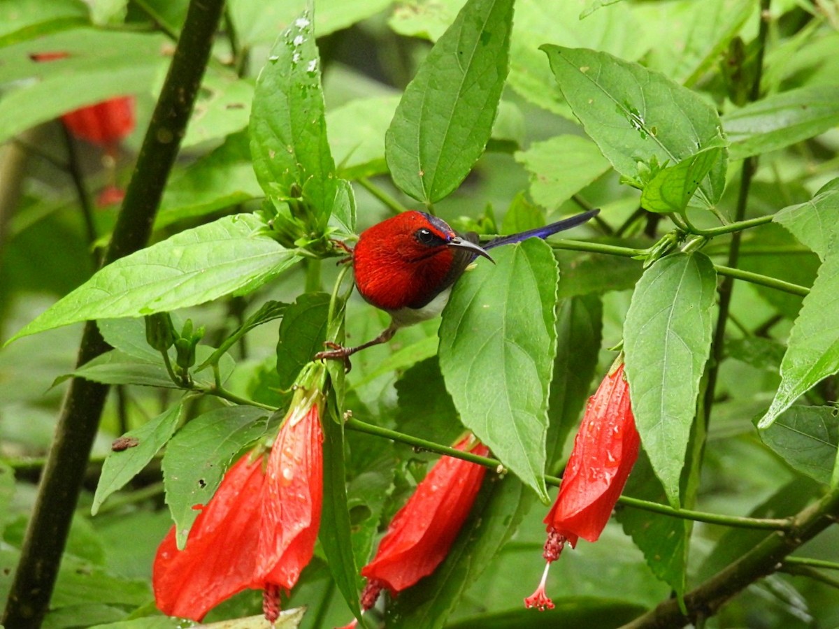 Javan Sunbird - ML645735017