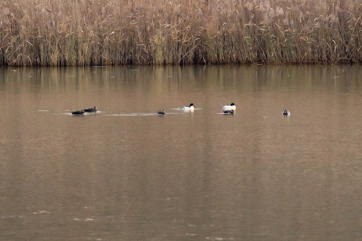 Common Merganser - ML645735025