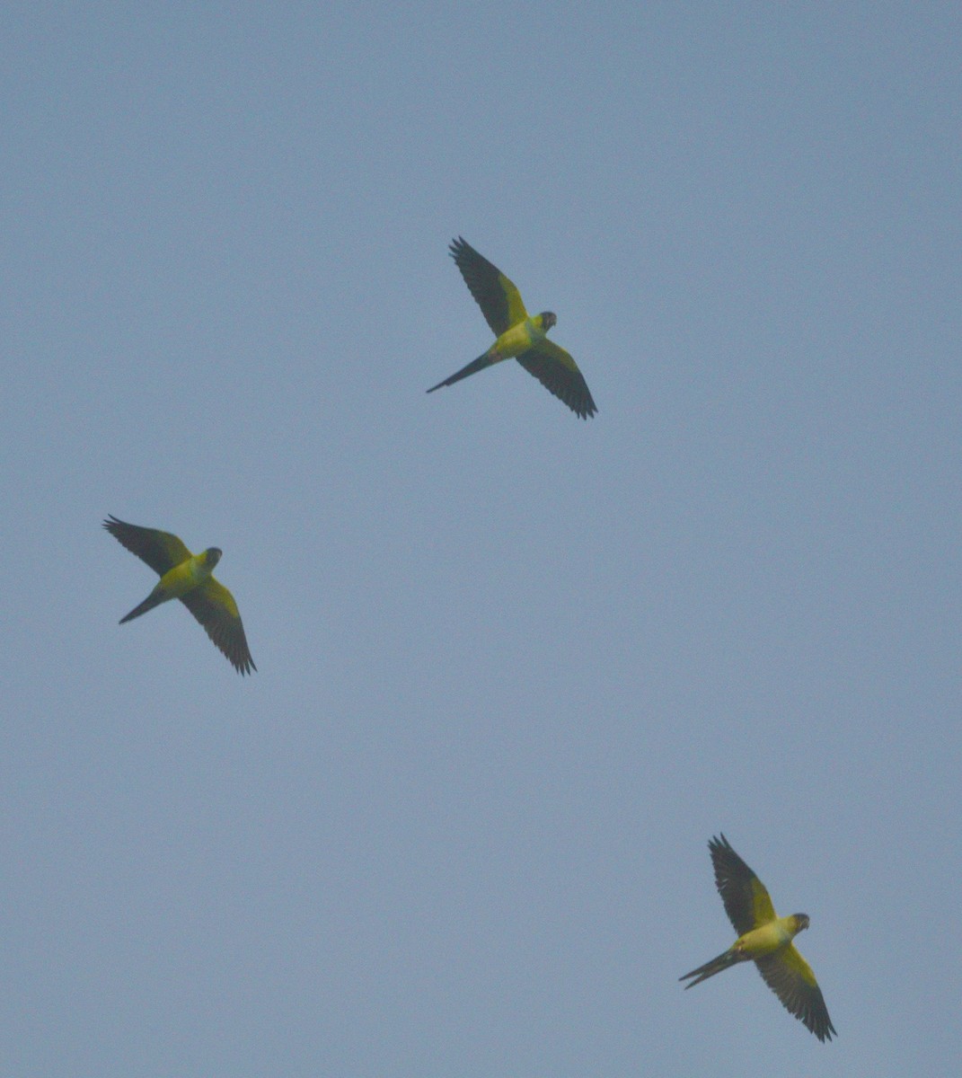 Nanday Parakeet - ML645735026