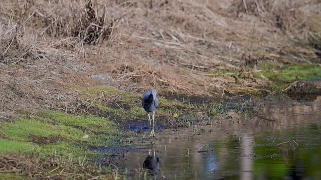 Mavi Balıkçıl - ML645735028