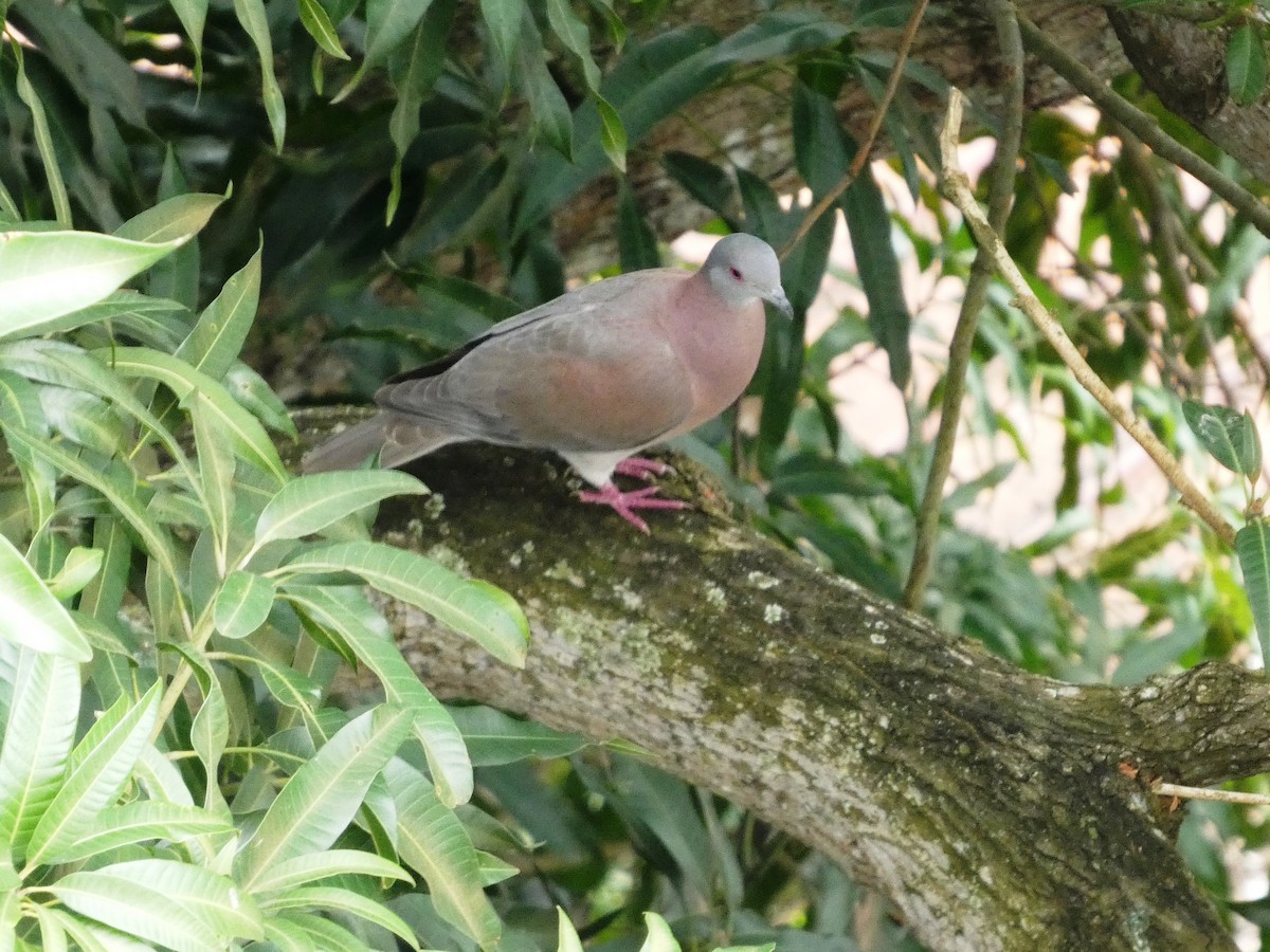 Paloma Colorada - ML645735029