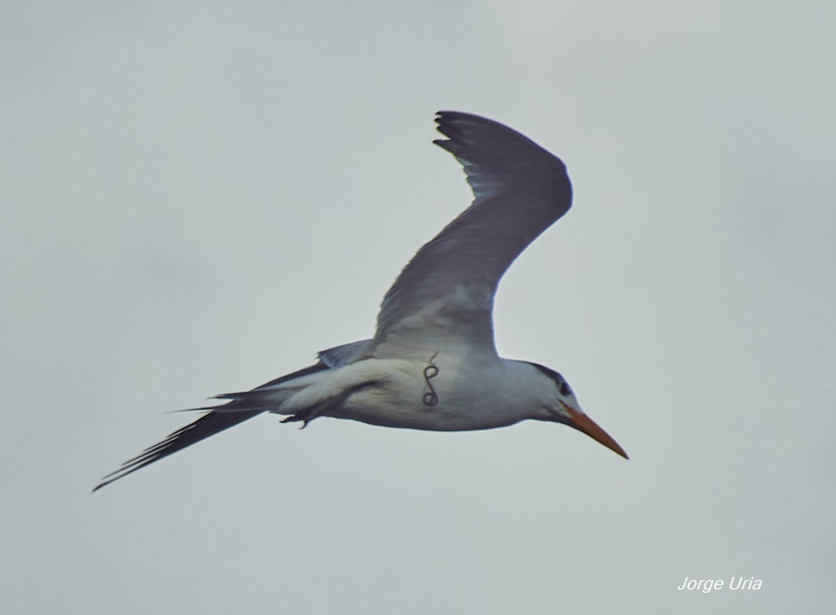 Royal Tern - ML645735030