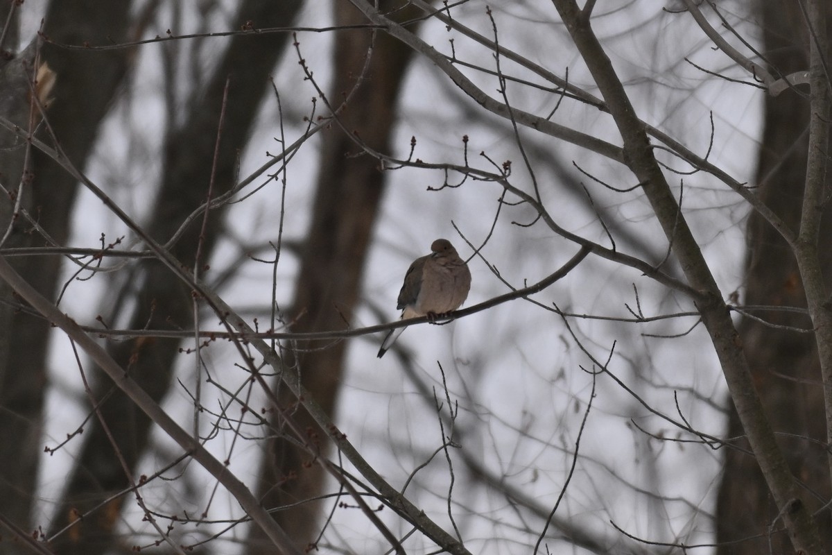 Mourning Dove - ML645735031