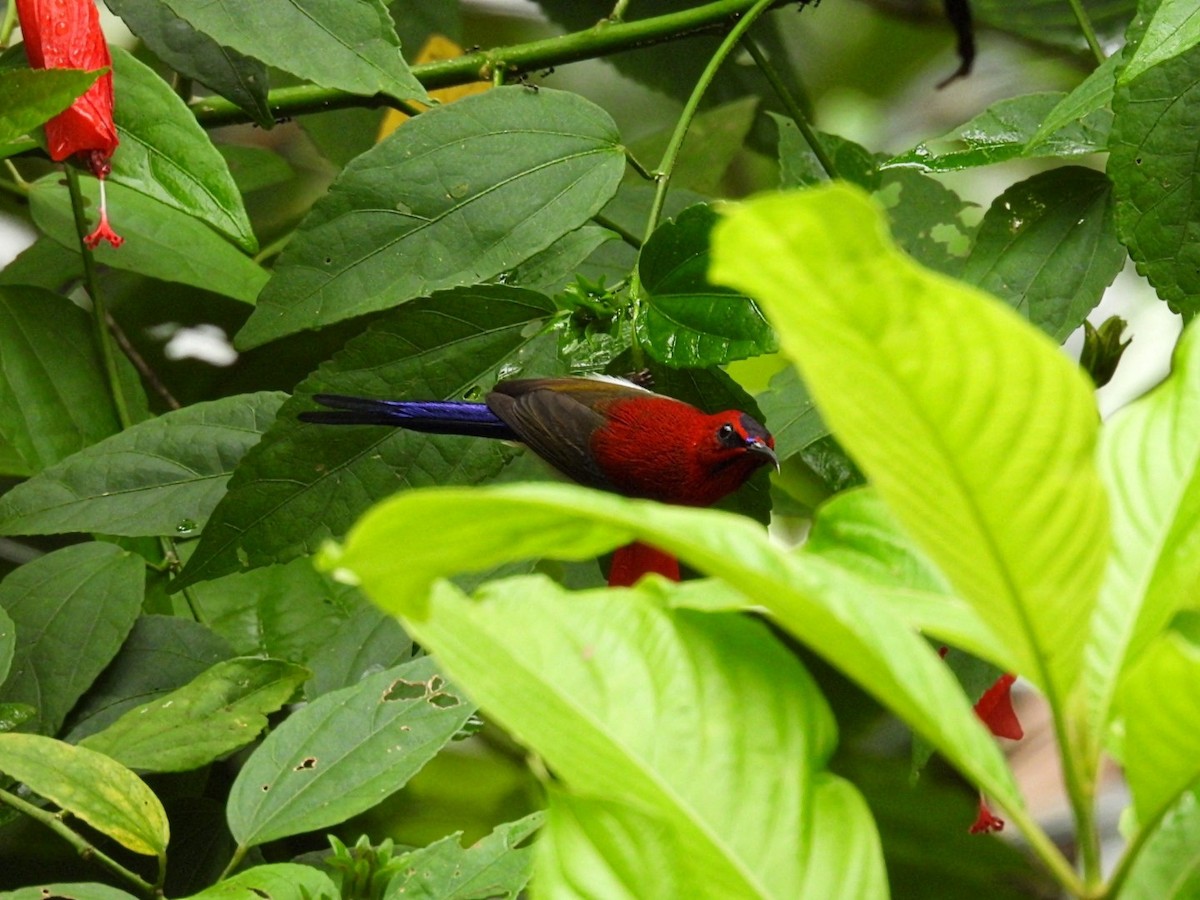 Javan Sunbird - ML645735037