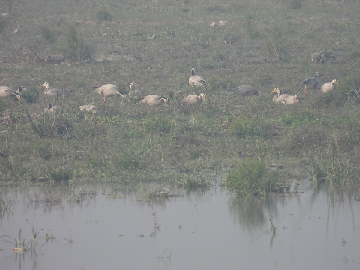 Oie à tête barrée - ML645735043