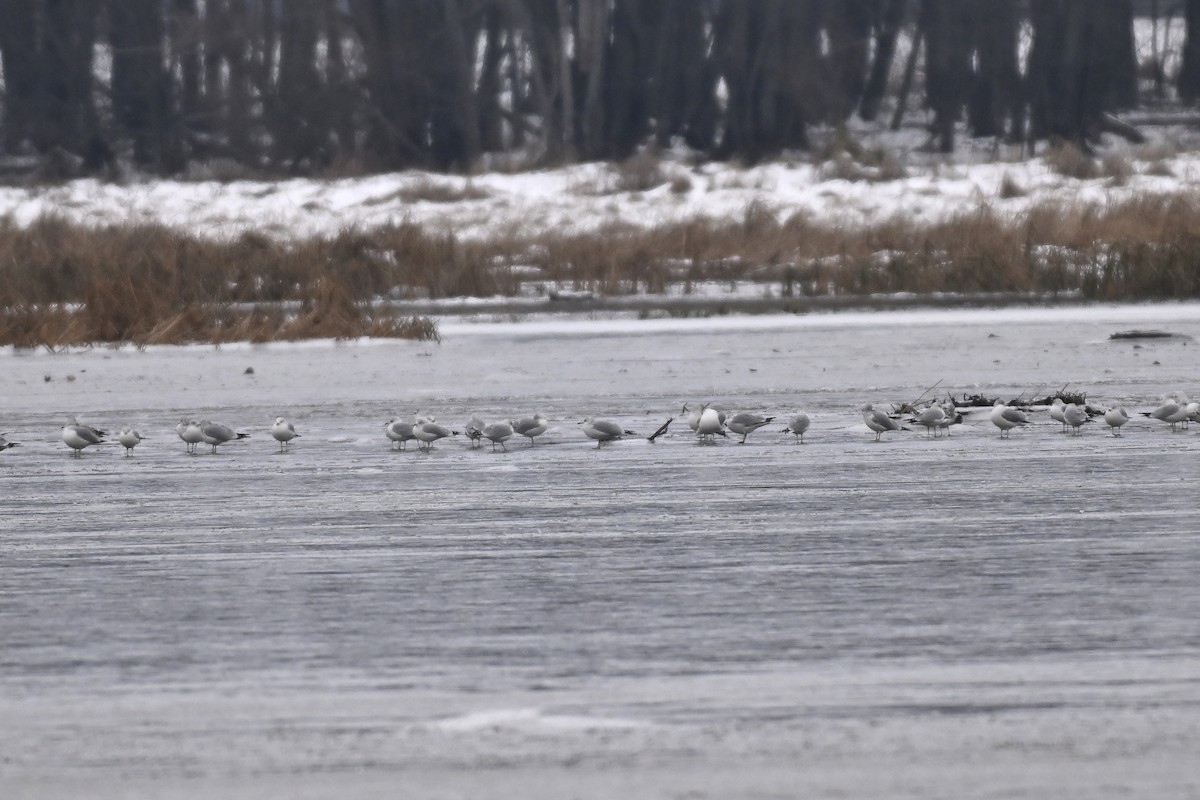 Ring-billed Gull - ML645735044