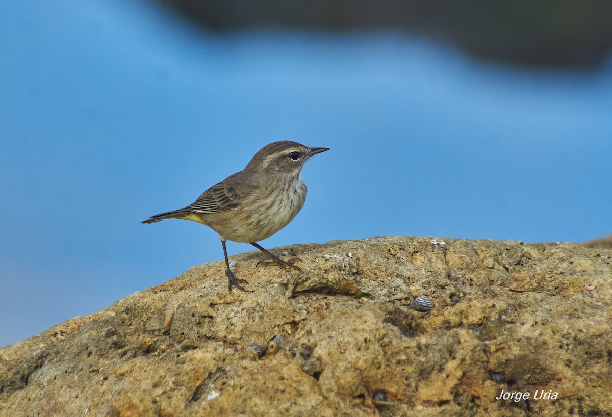 Palm Warbler - ML645735055