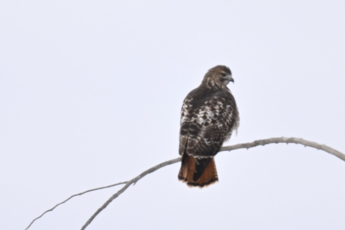 Red-tailed Hawk - ML645735058