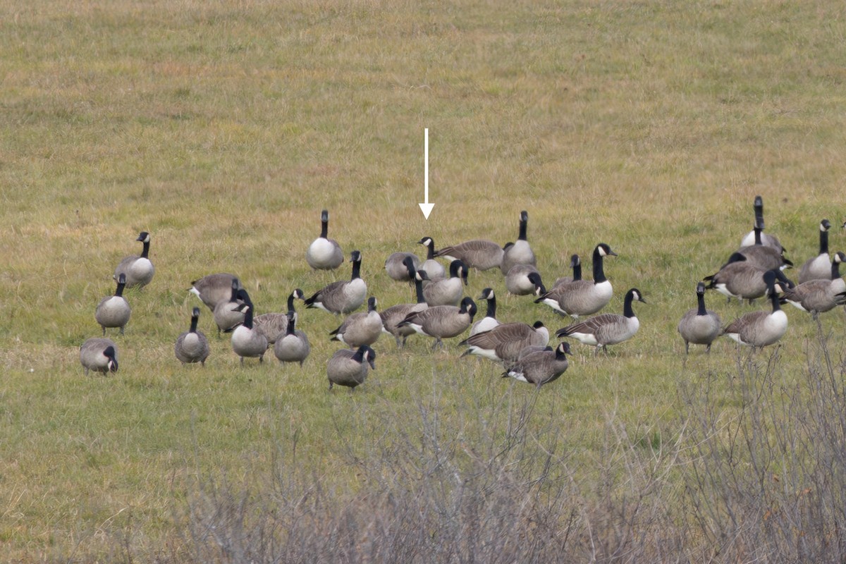 Cackling Goose - ML645735059