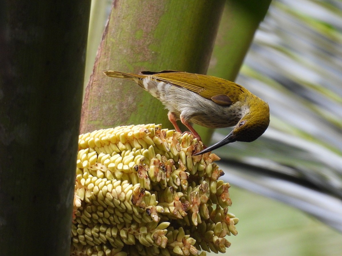 Streaky-breasted Spiderhunter - ML645735060