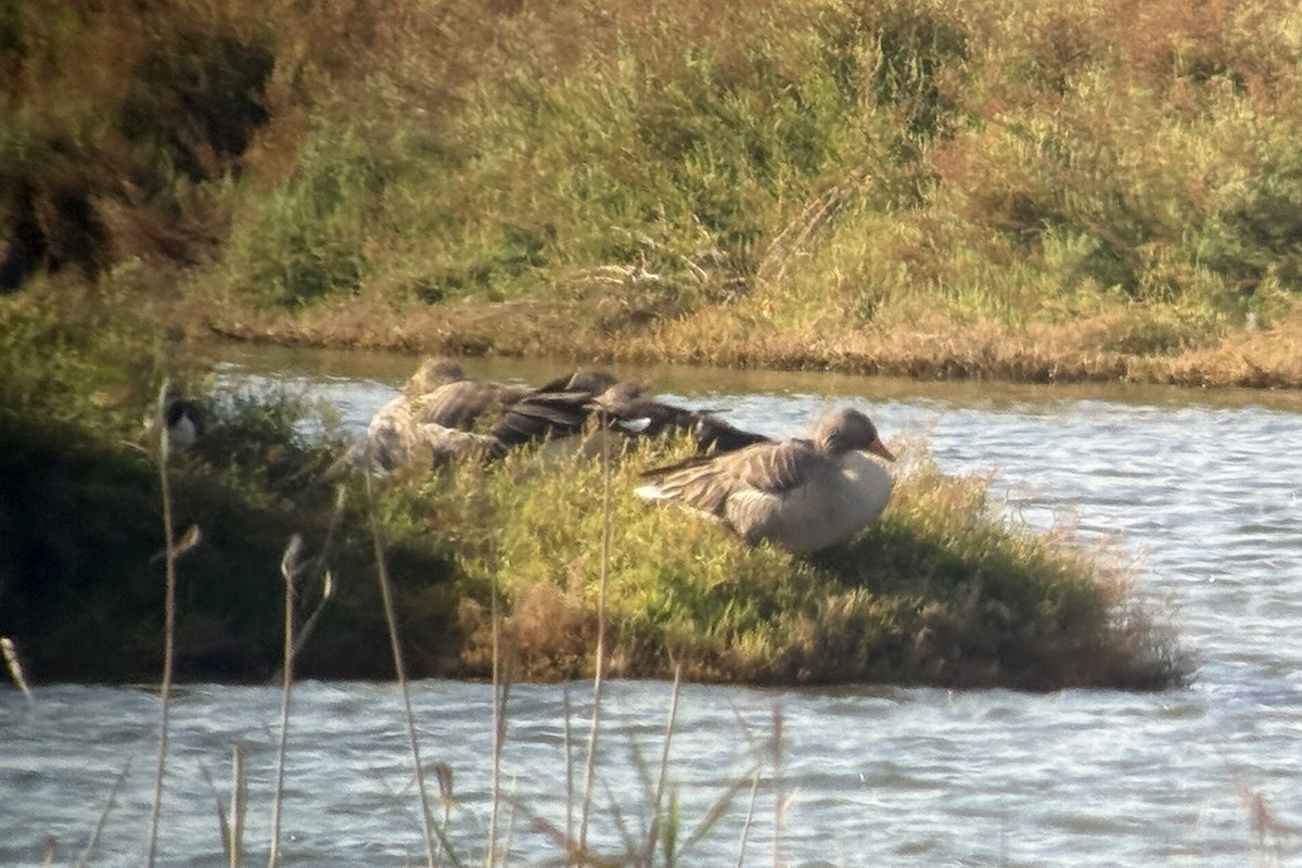 Graylag Goose - ML645735062