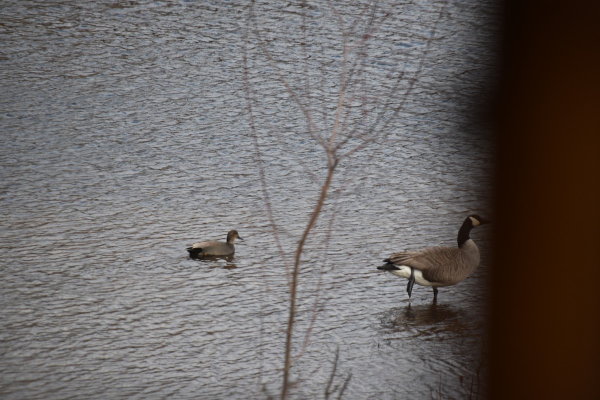 Gadwall - ML645735069