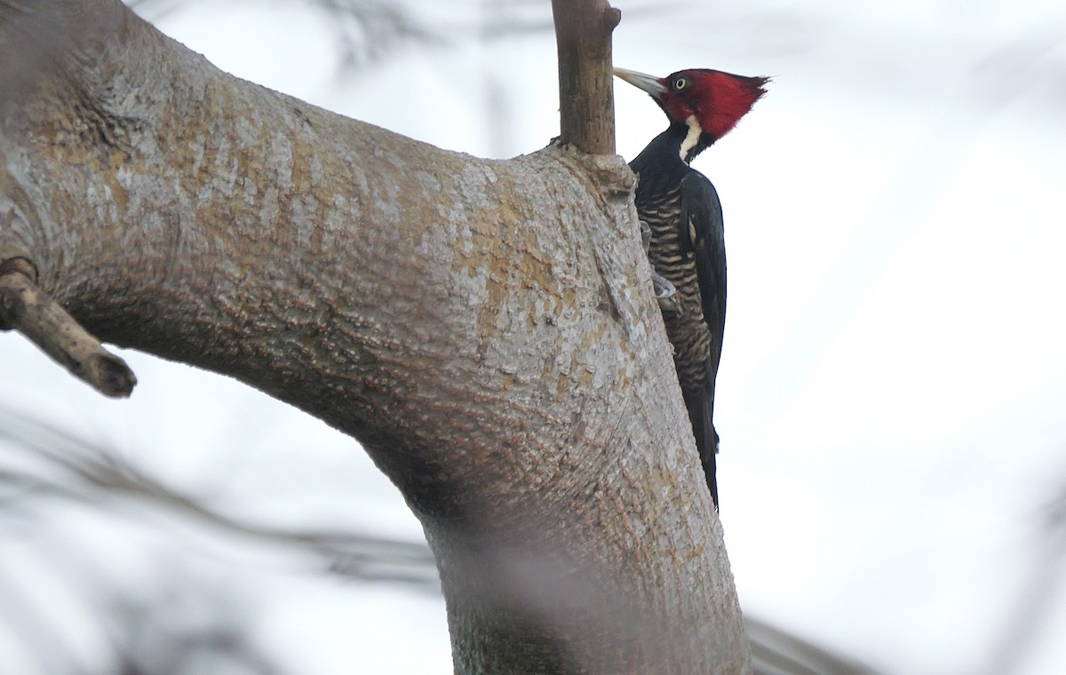 Pale-billed Woodpecker - ML645735071