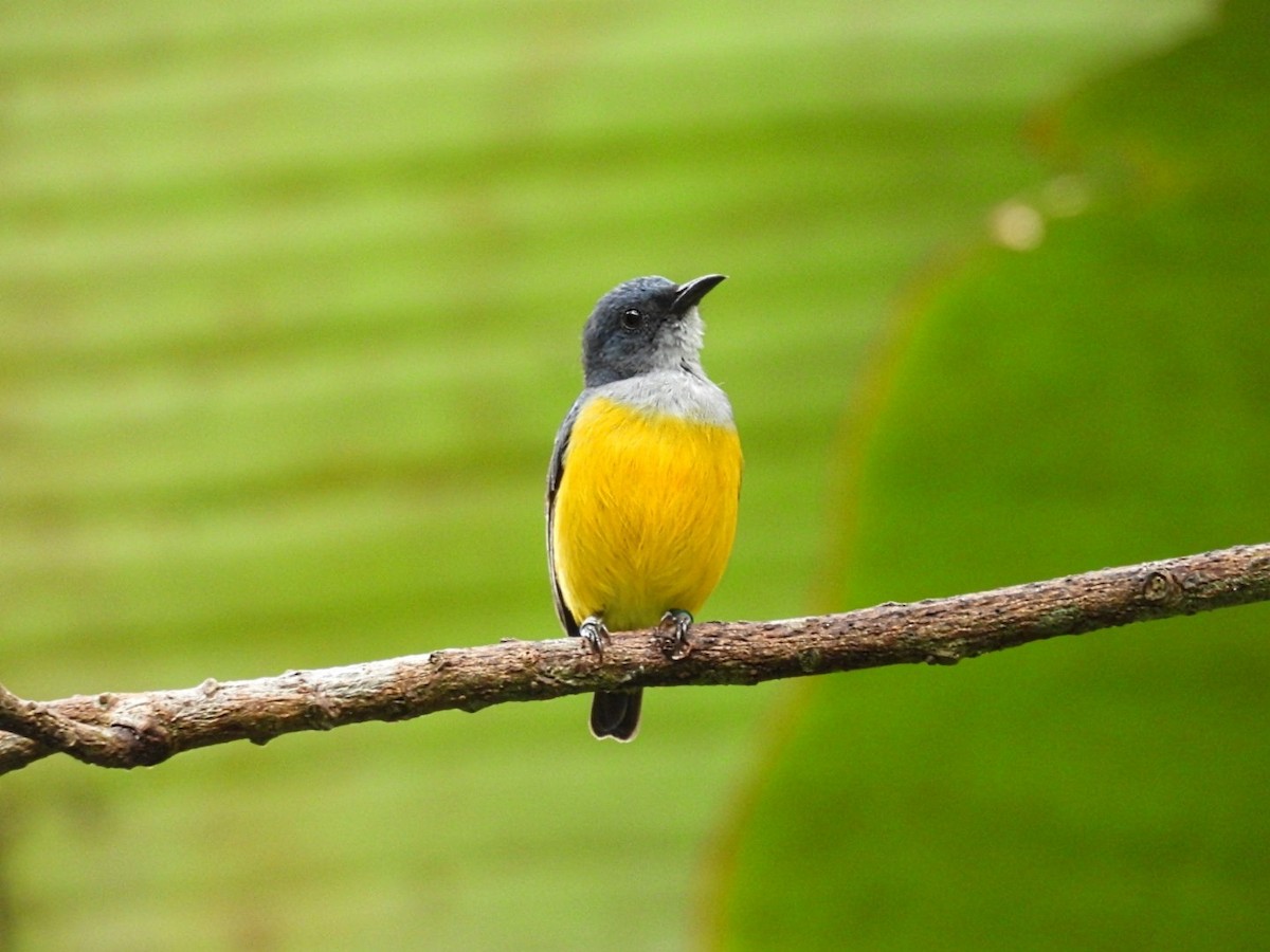 Orange-bellied Flowerpecker - ML645735086