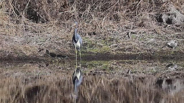 Üç Renkli Balıkçıl - ML645735090