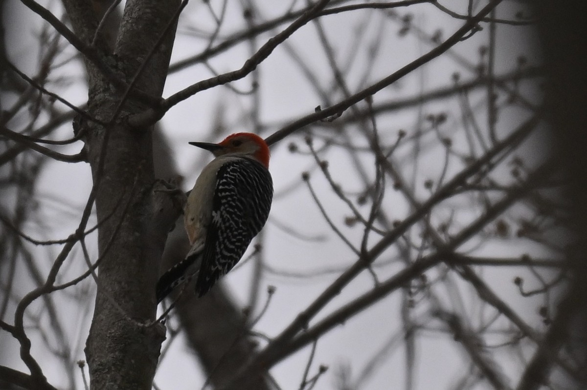 Red-bellied Woodpecker - ML645735094