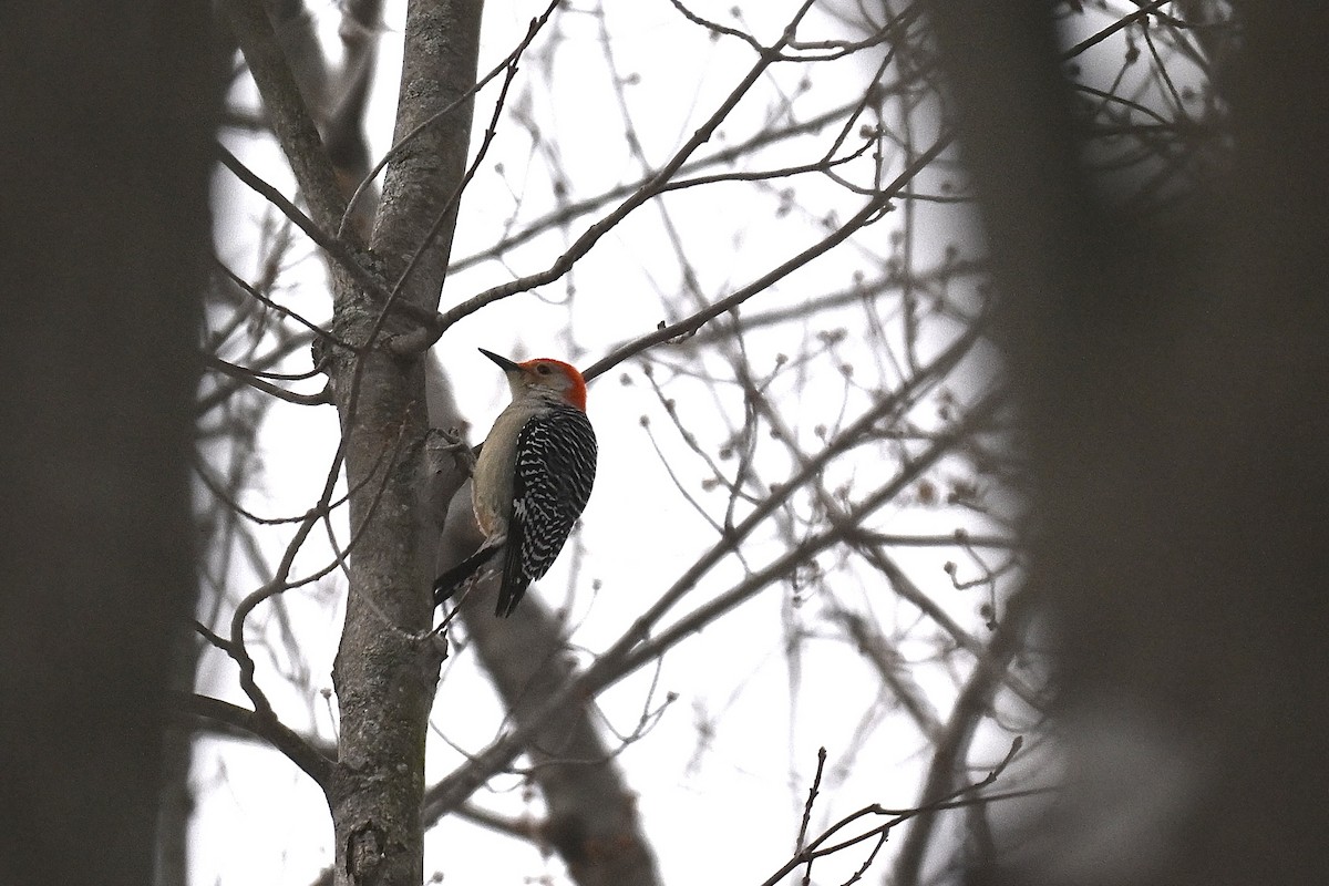 Red-bellied Woodpecker - ML645735095