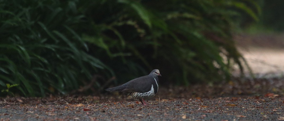 Wongataube - ML645735101