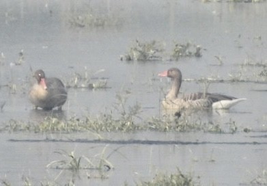 Graylag Goose - ML645735105