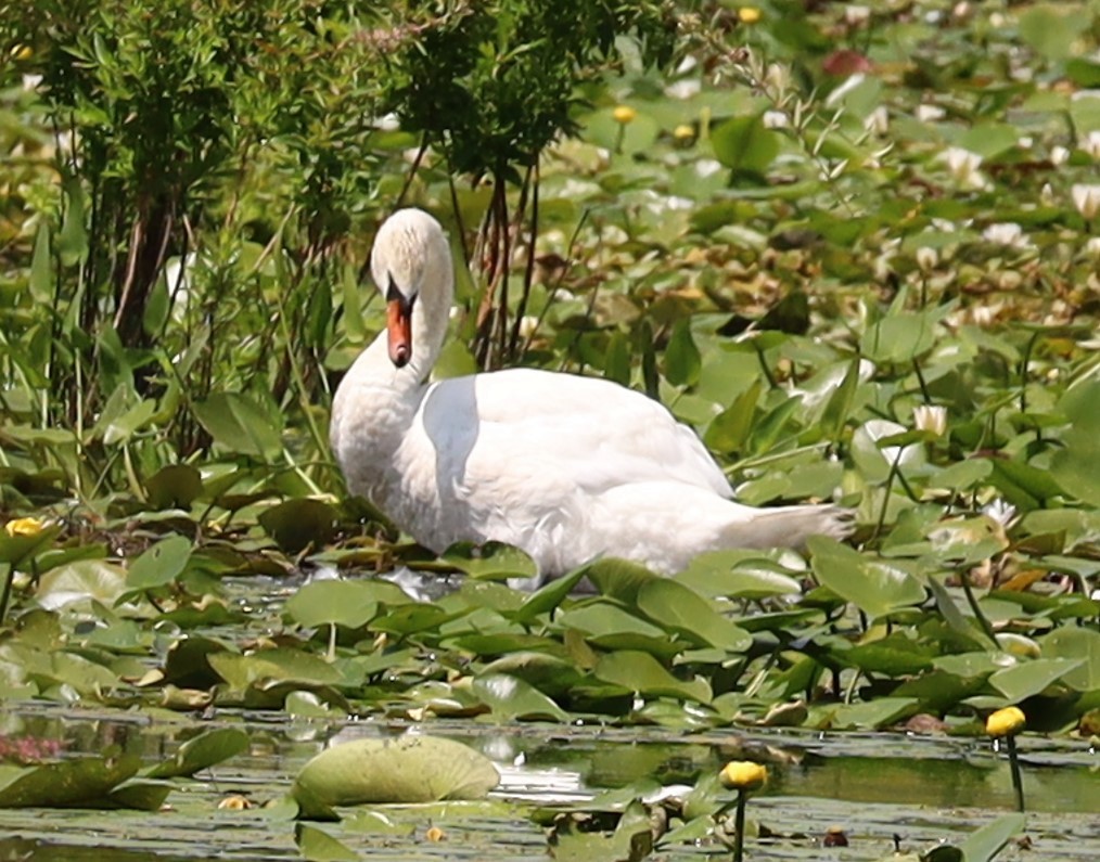 Mute Swan - ML645735106