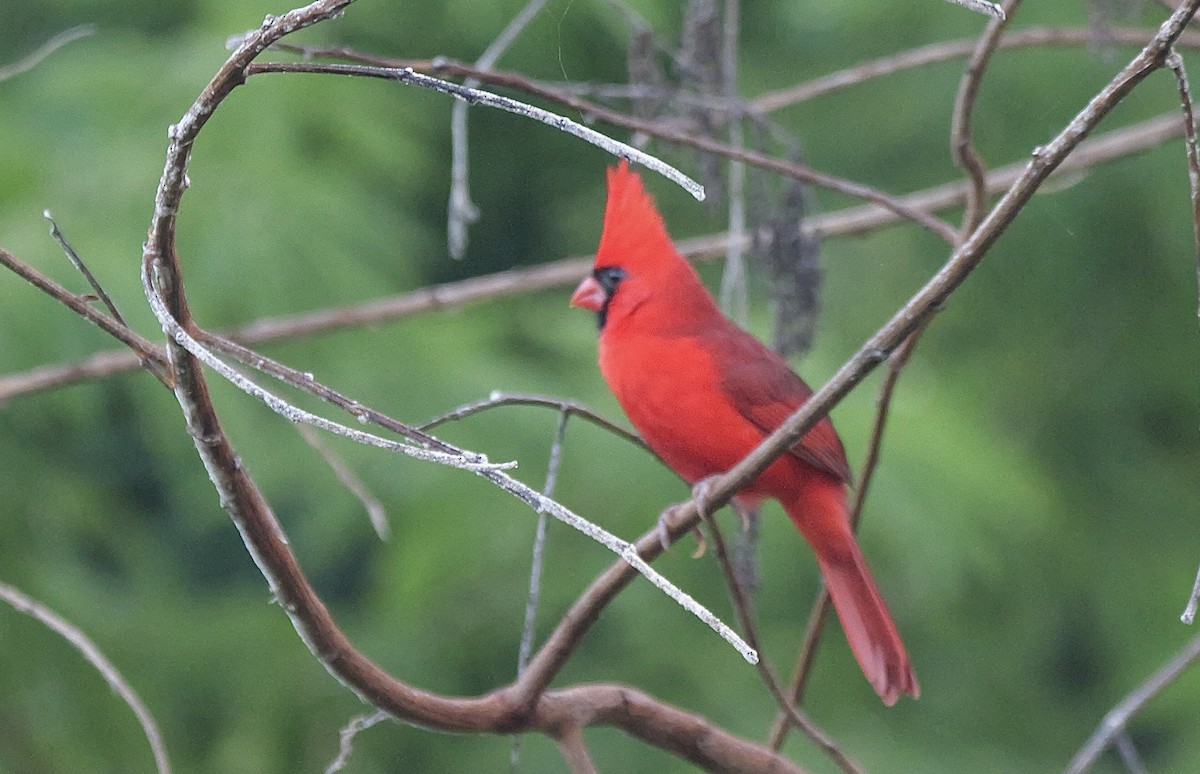 Northern Cardinal - ML645735111