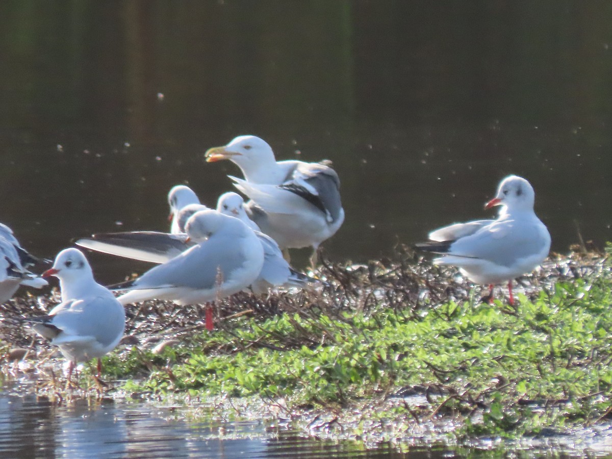 Lesser Black-backed Gull - ML645735114