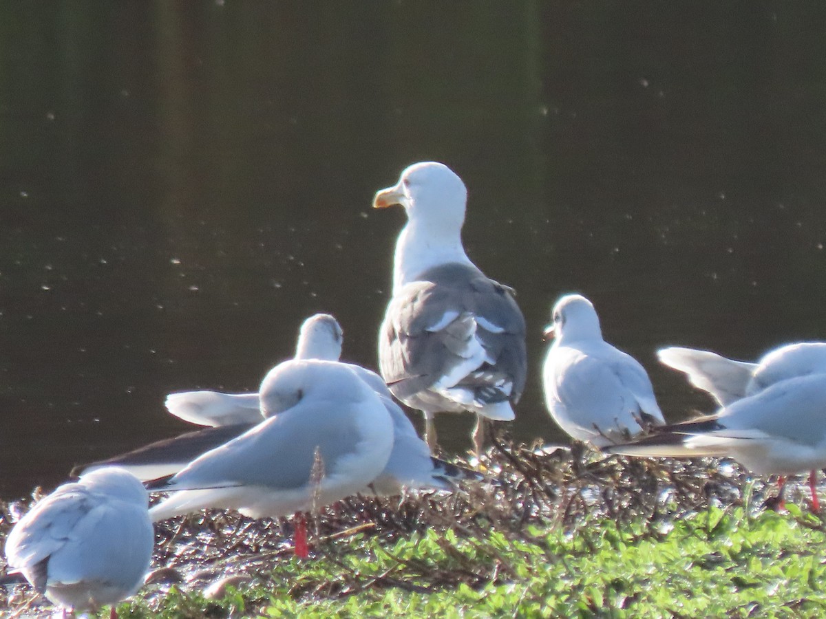 Lesser Black-backed Gull - ML645735115
